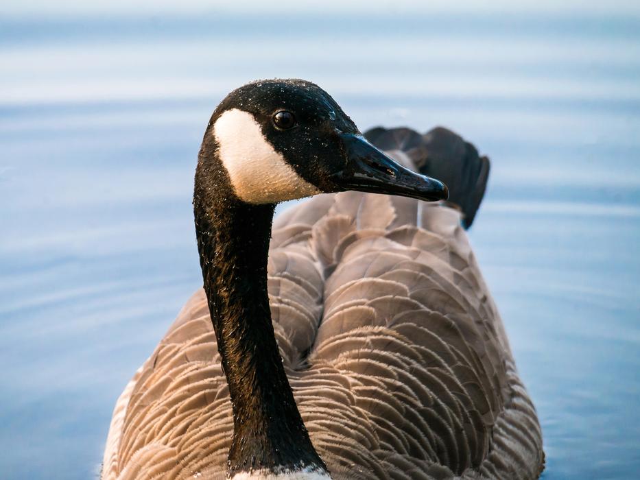 Canada Goose Bill