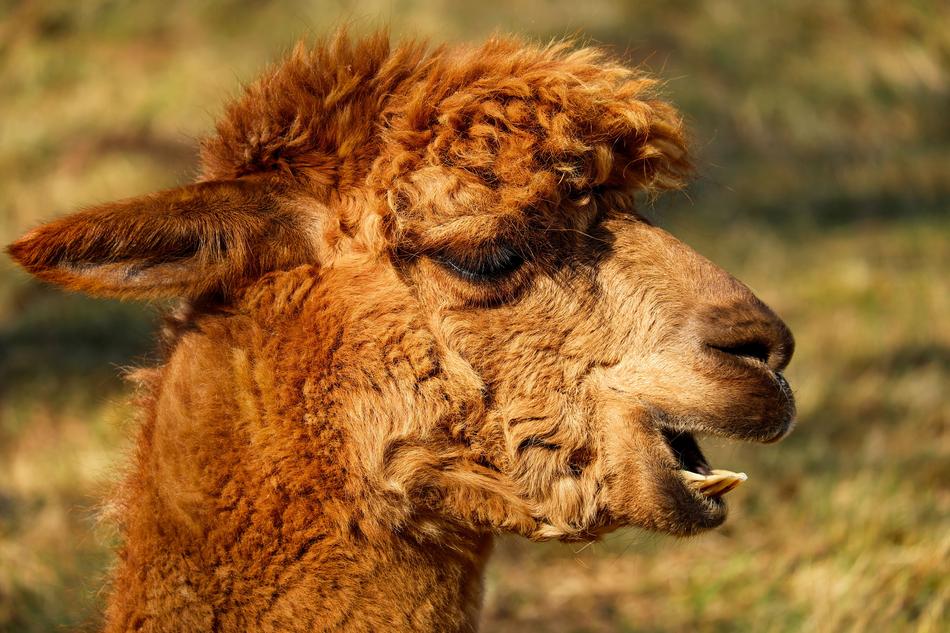 Alpaca Animal Creature