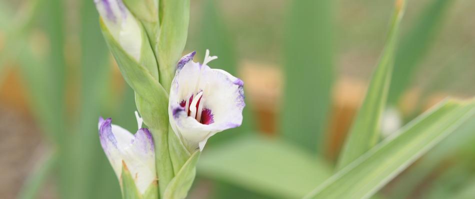 Gladiolus Flower Nature