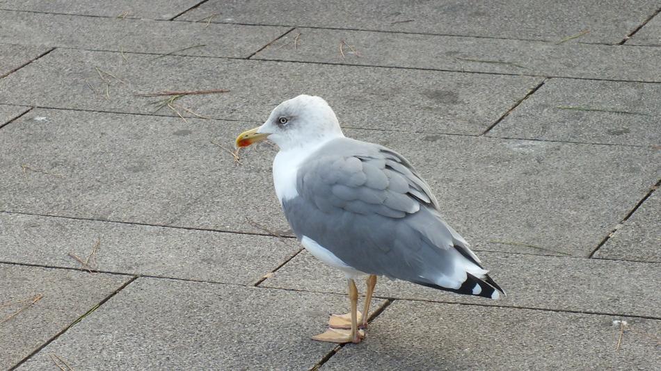 Seagull Bird macro