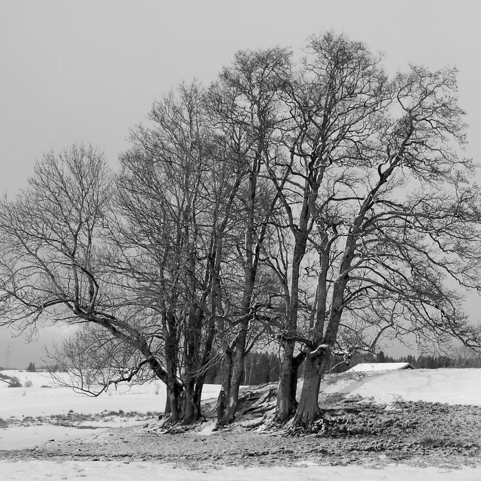 bent trees in the forest