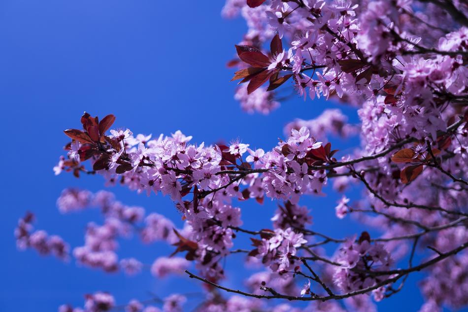 Cherry blossoms on branches against a blue sky