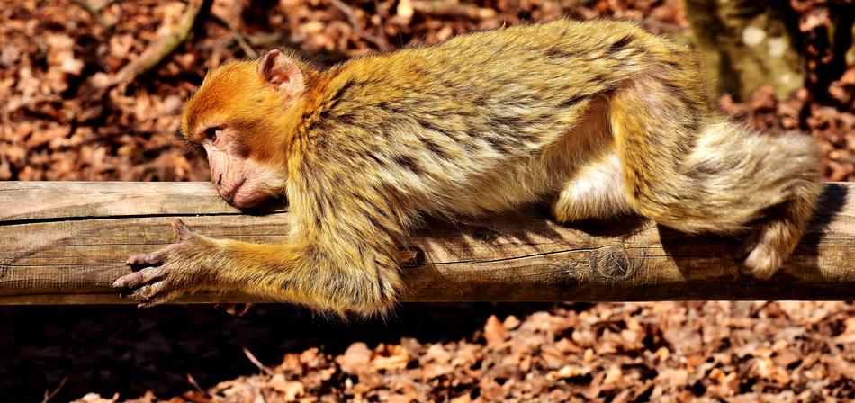Barbary Ape Lying Rest