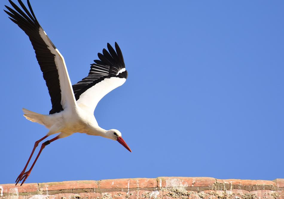 Stork Bird Flying