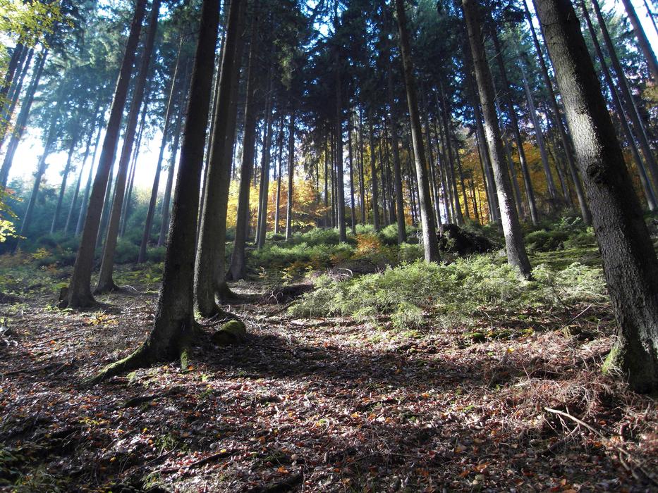forest thicket background