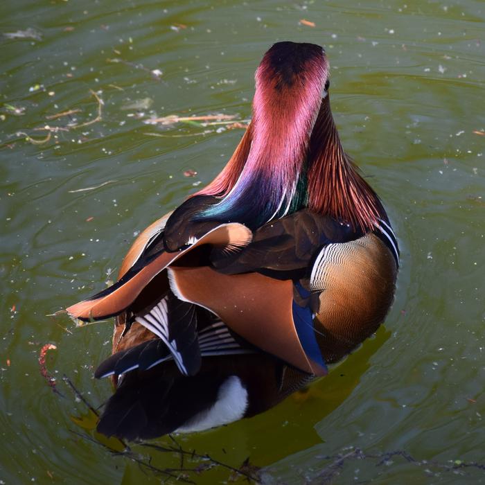 Mandarin Ducks Colorful Nature