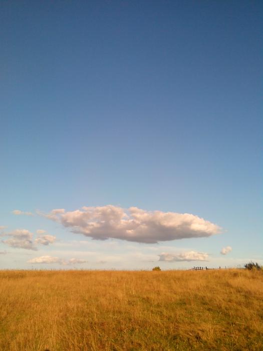 wheat field against a clear sky