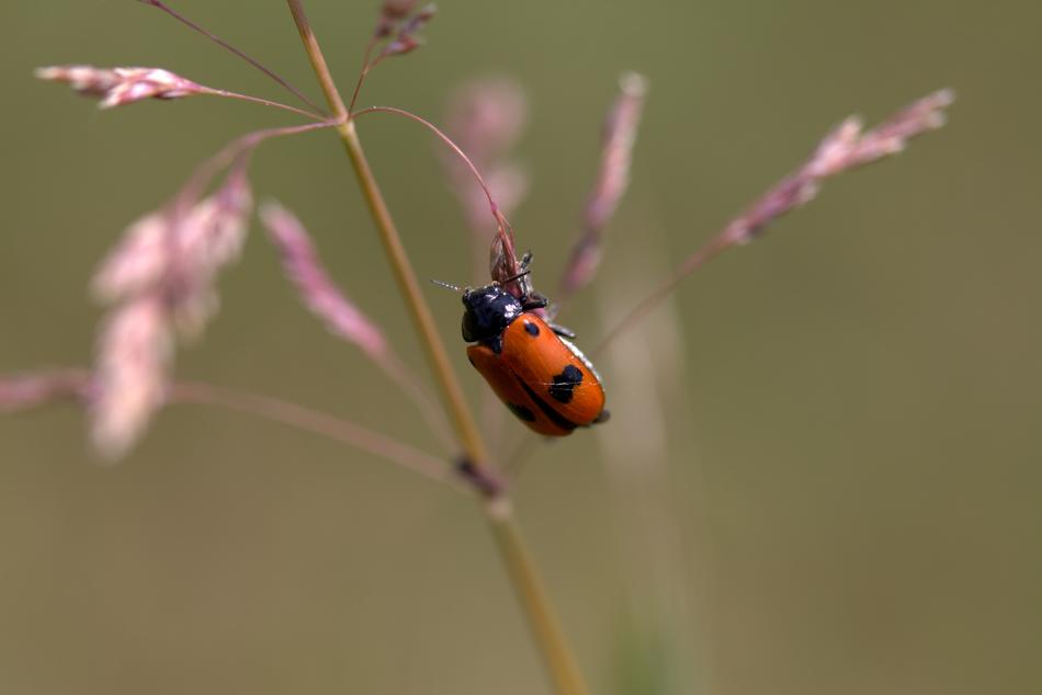 ladybug in the field