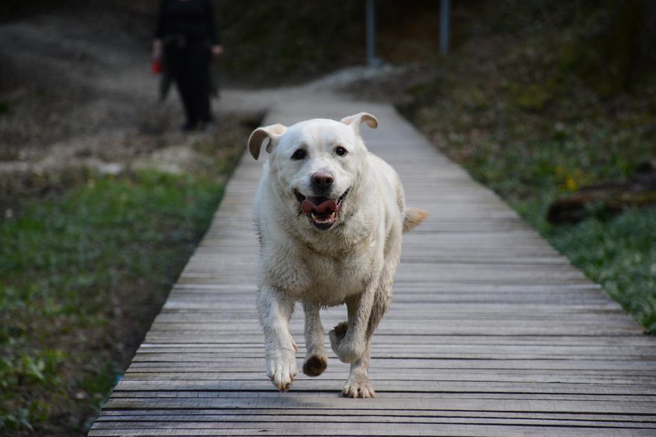 Dog Nature Labrador