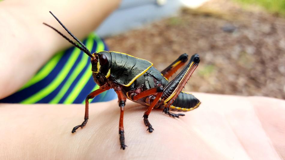 Grasshopper Eastern Lubber
