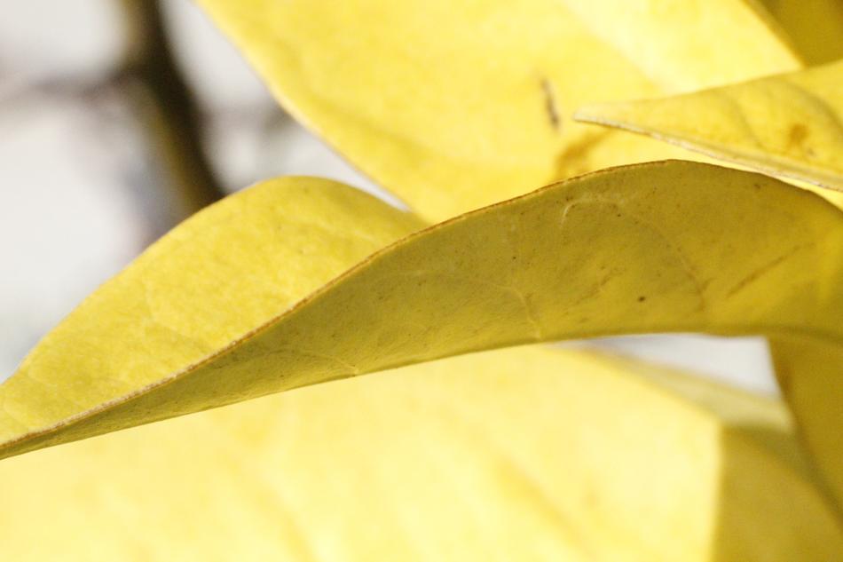 Leaves Nature Green
