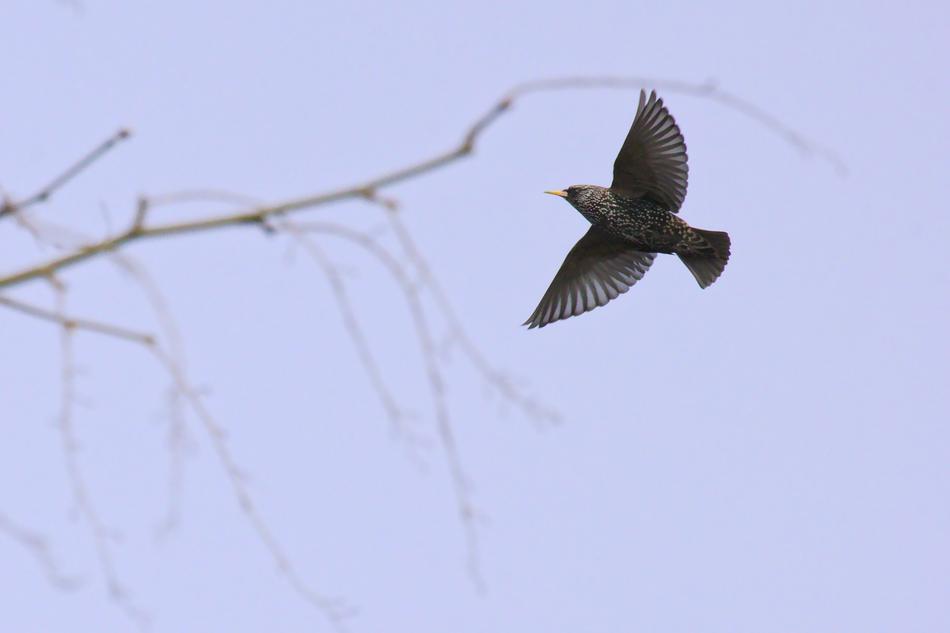 Common Starling Bird