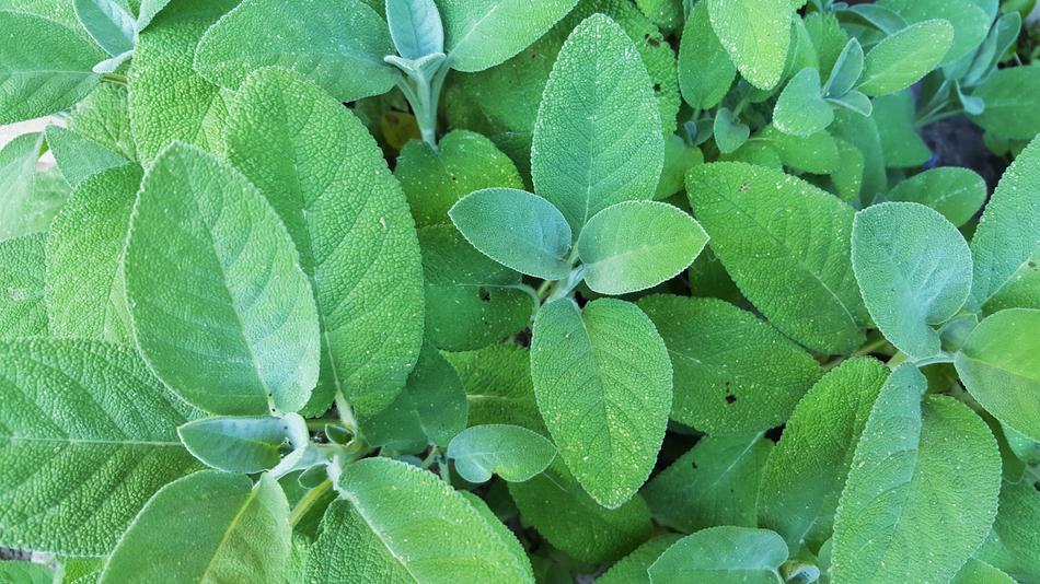 leaves in the garden a lot