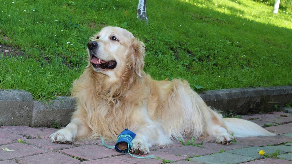 Dog Golden Retriever