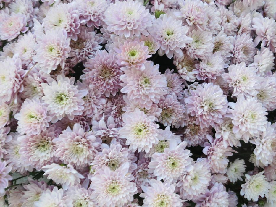 Flower Plant Nature