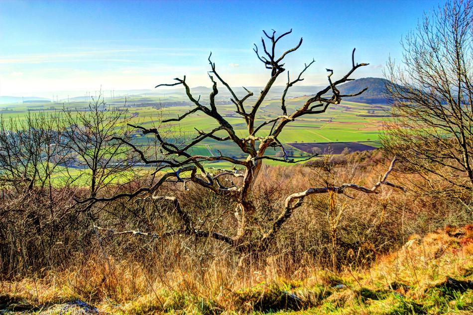 Tree Dead Plant