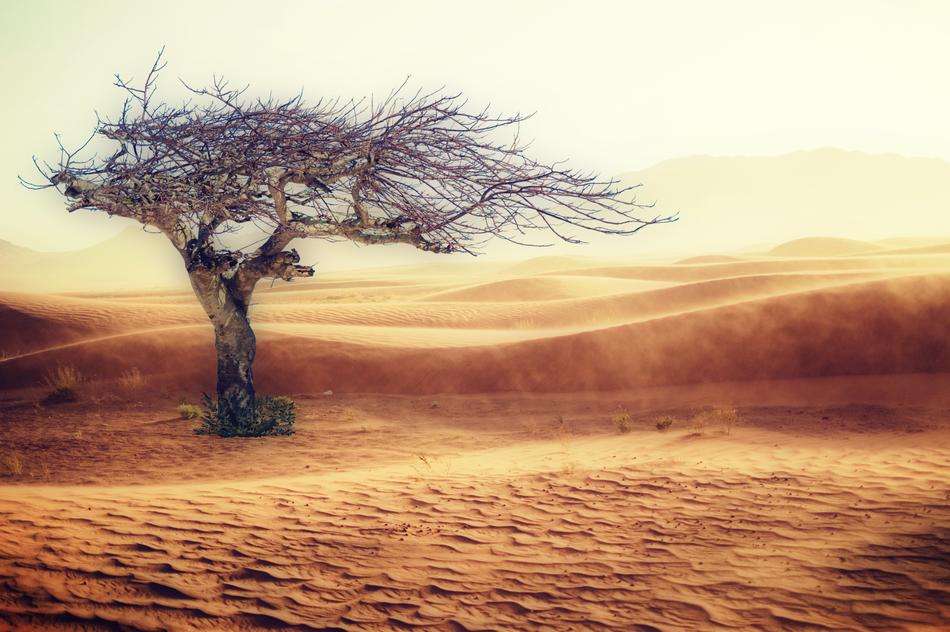 tall tree in the sands