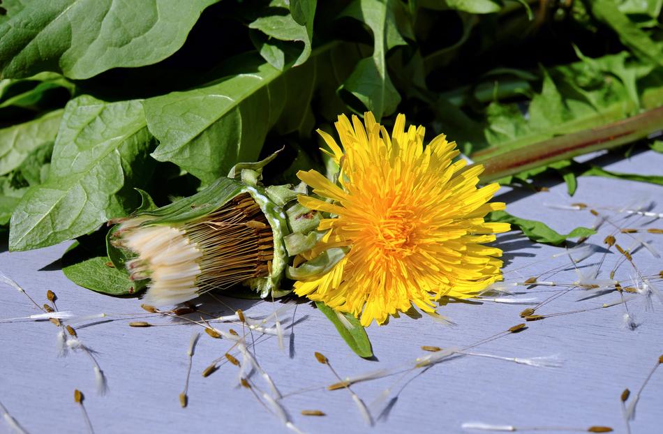 yellow dandelion wilted