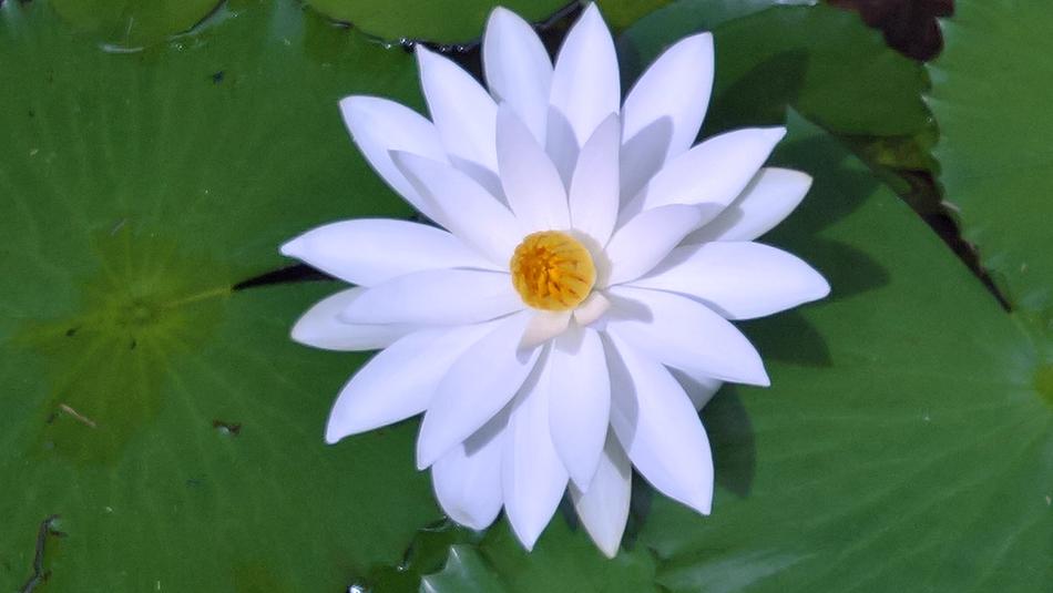 Water Lily White Aquatic Plant