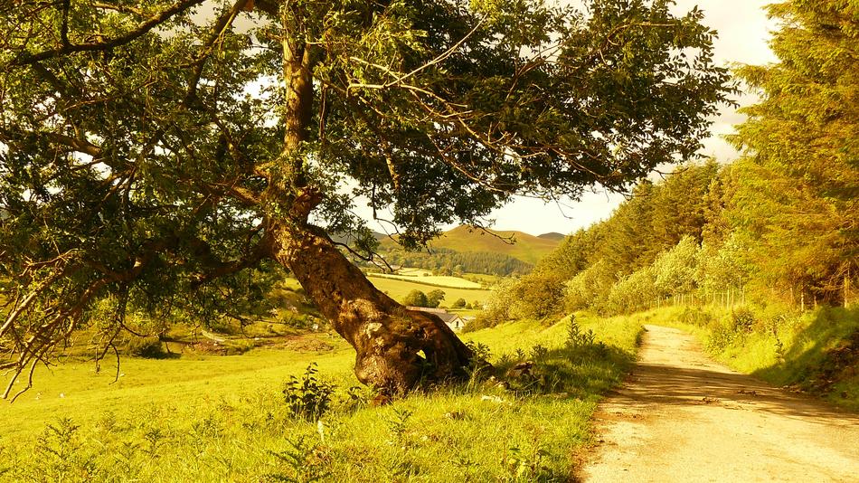 Tree Path Landscape free image download
