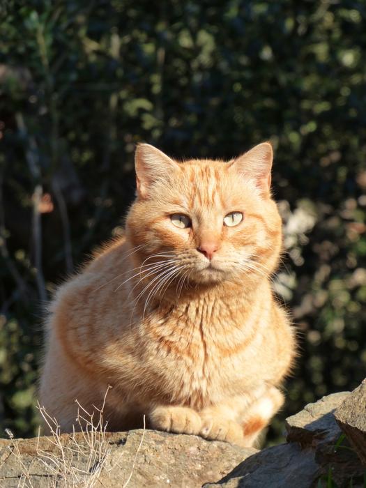 Cat Feline Blond
