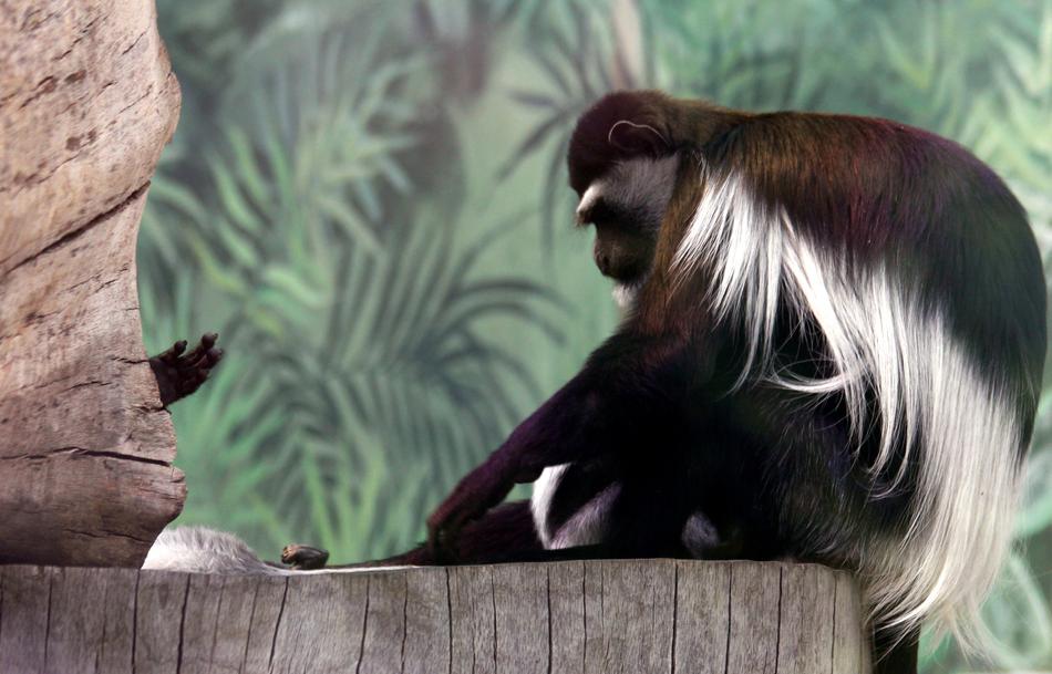 Eastern Colobus Gveretsa