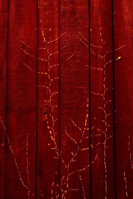 Wood Texture Background