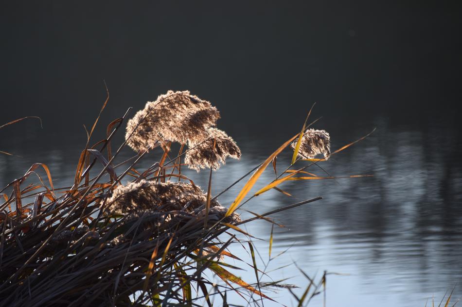 dry wild plants by the water