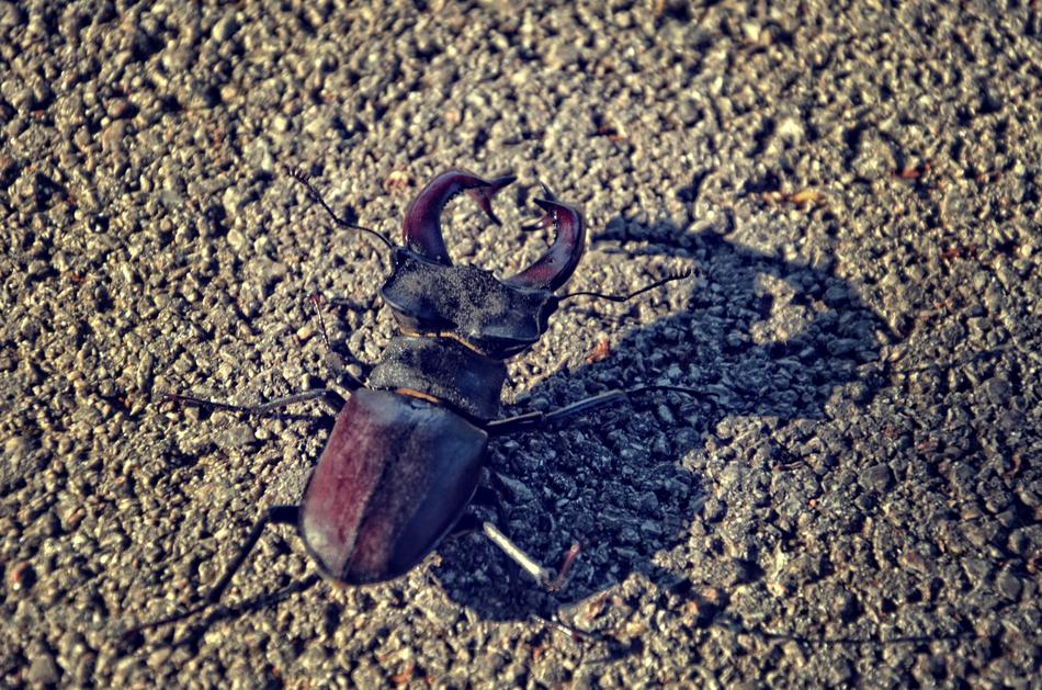 Stagbeetle Beetle Insect