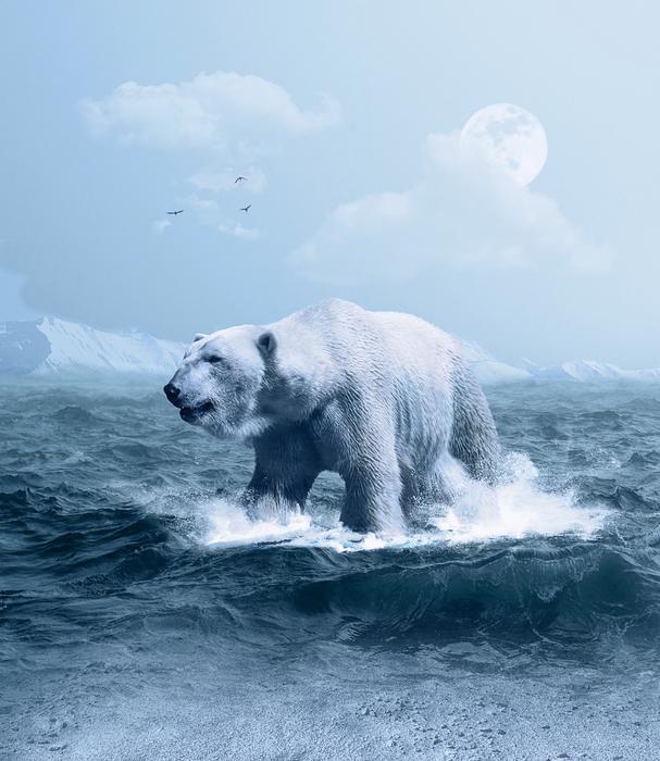 Polar Bear Arctic Predator
