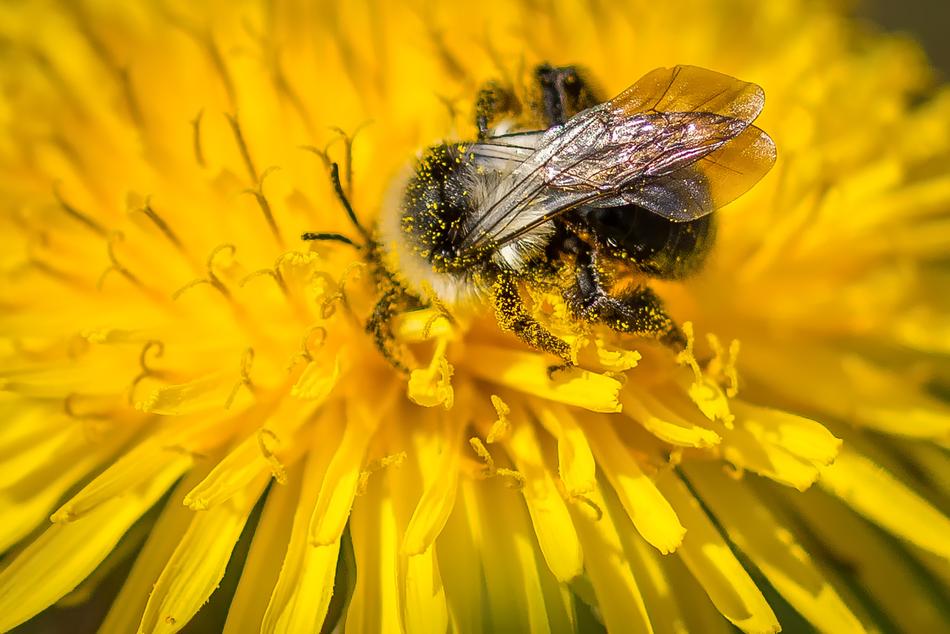 hornet in a yellow flower