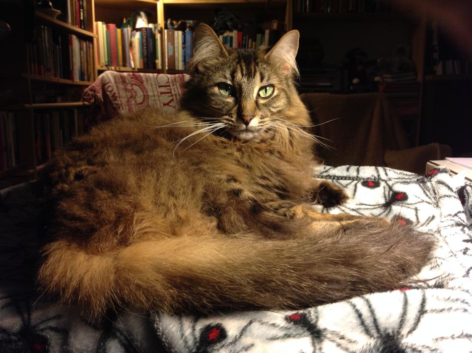 Cat Fur Laying