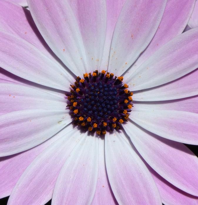 a beautiful flower bud of an unusual flower