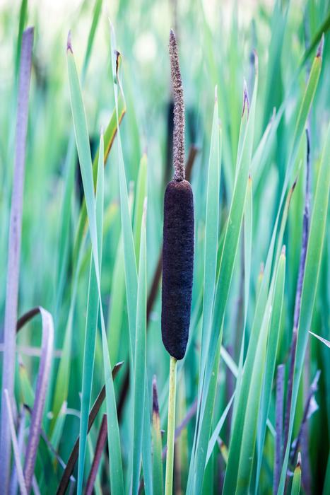 colored grass background
