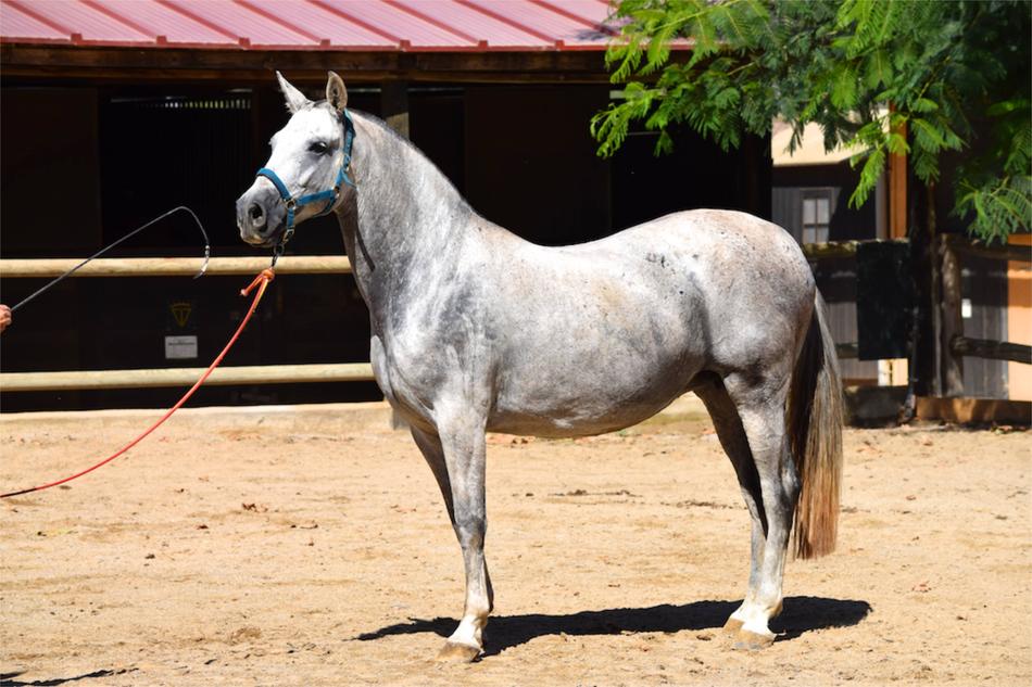 Andalusian Horse