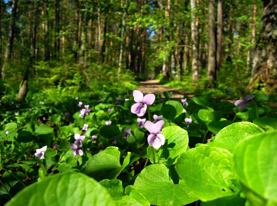 Violet Viola Purple