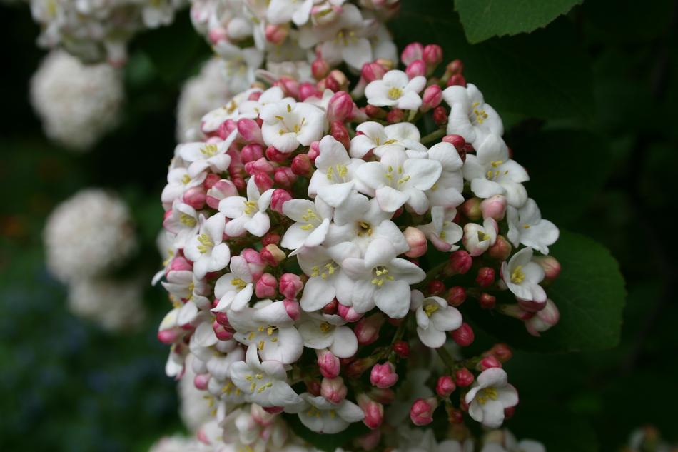 Blossom Bloom Ornamental