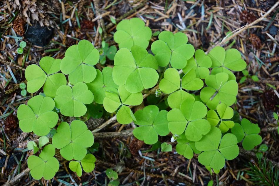 clover in the forest