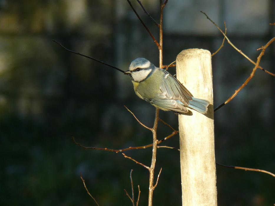 Bird Blue Tit