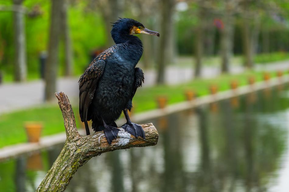 big black bird