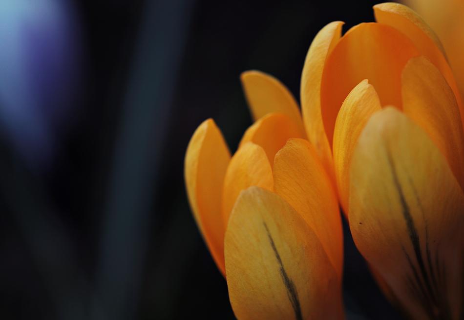 Crocus Flower Spring