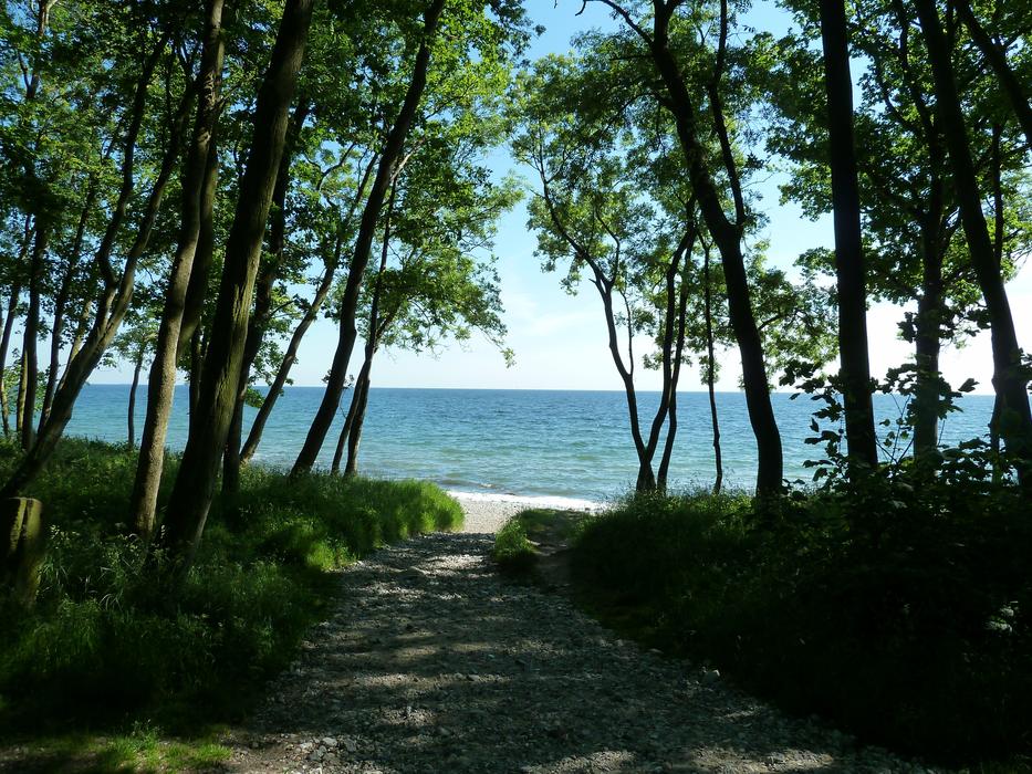 Baltic Sea Beach trees view