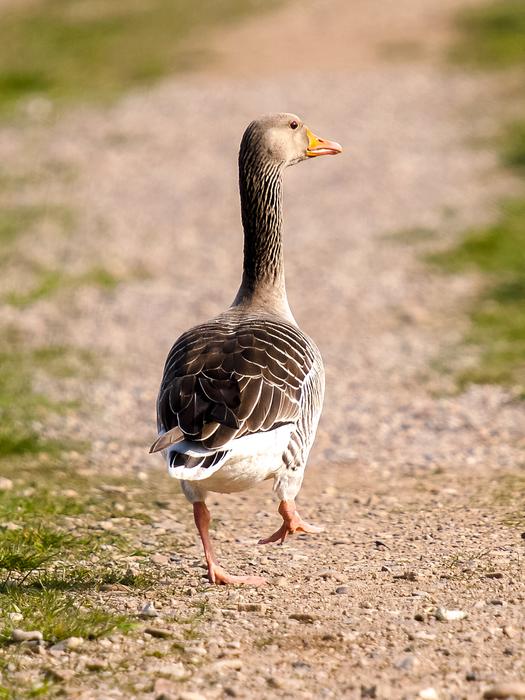 Greylag Goose Bird Water