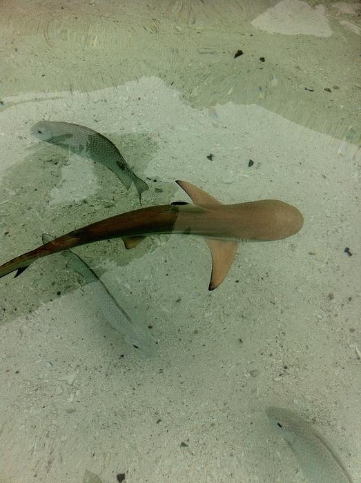 Baby Shark Malaysia