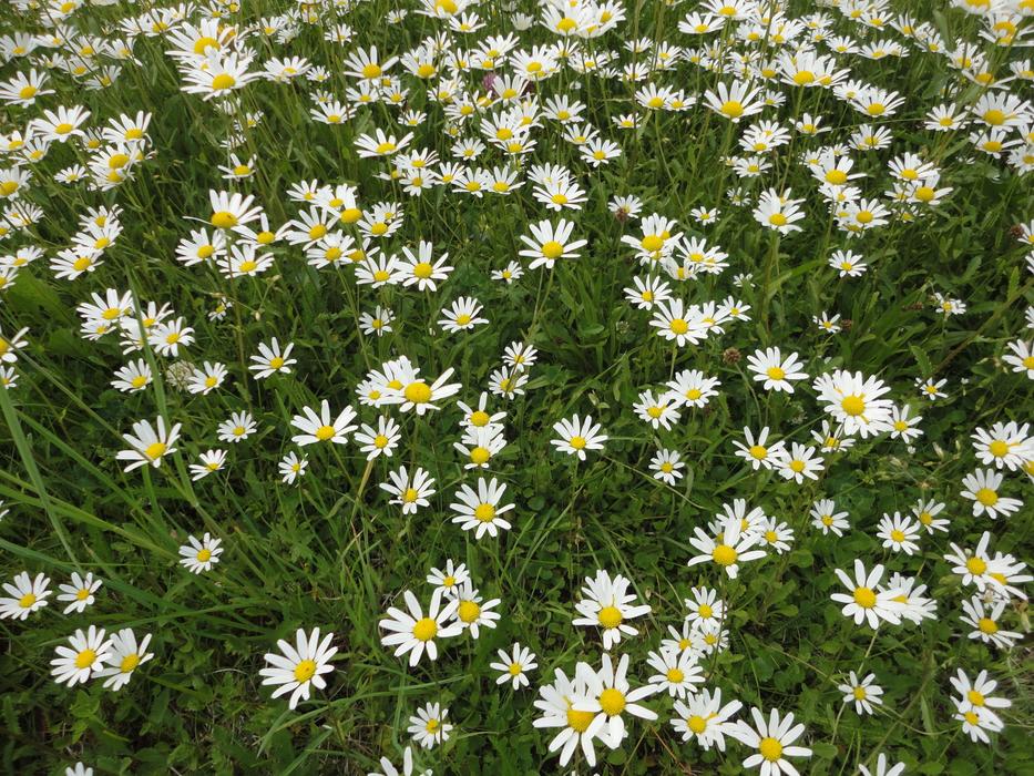 field of daisies on the grass