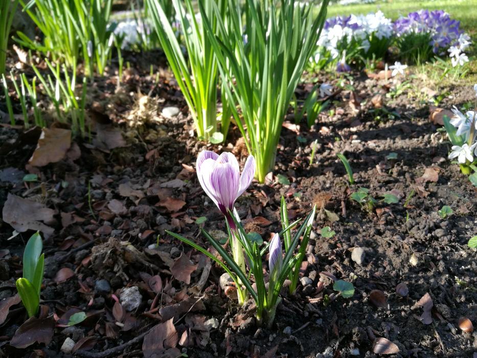 garden tulips at home