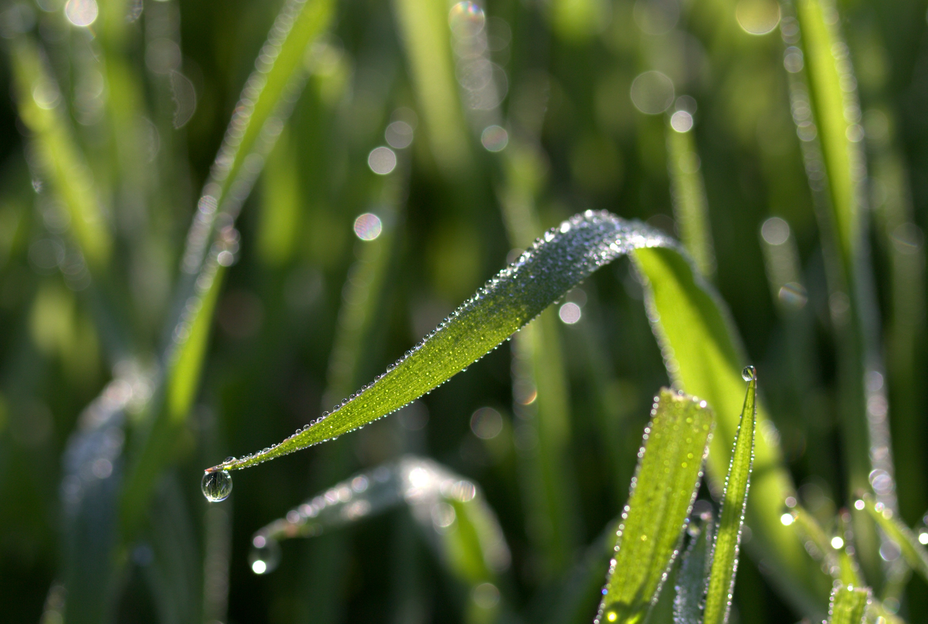 Grass Dew Bokeh free image download