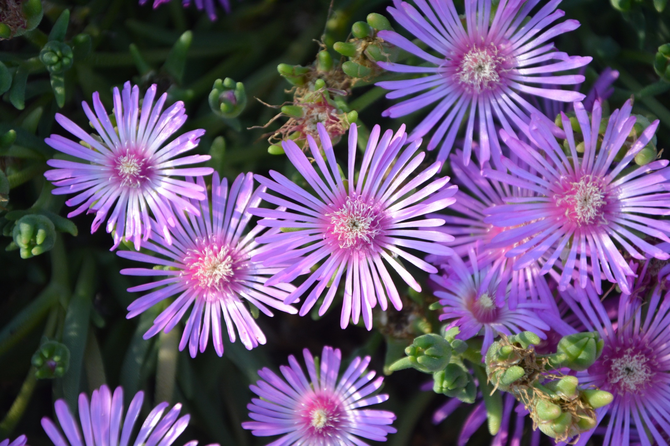Flowers Purple Garden free image download
