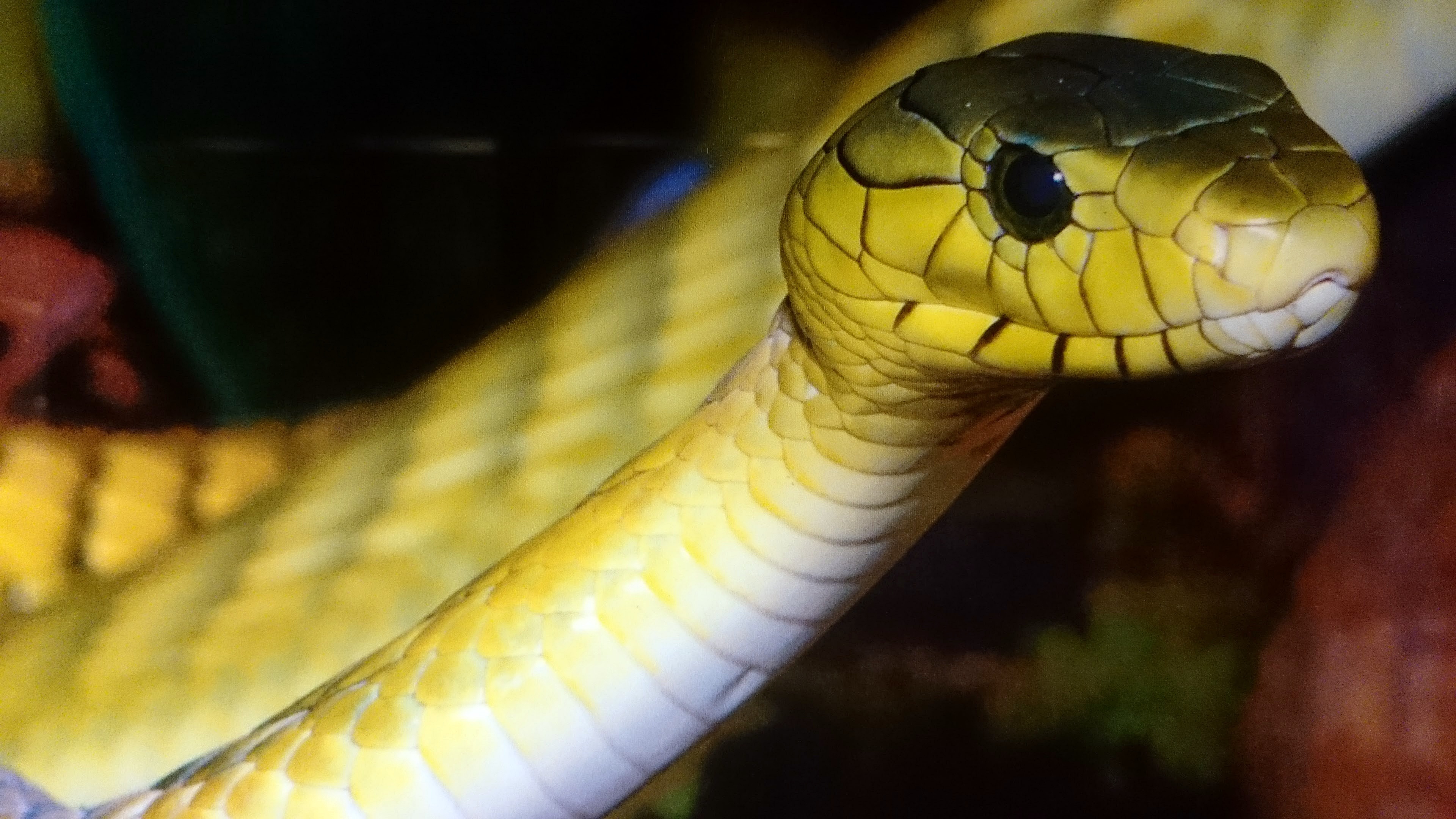 Змея желто зеленая гадюка