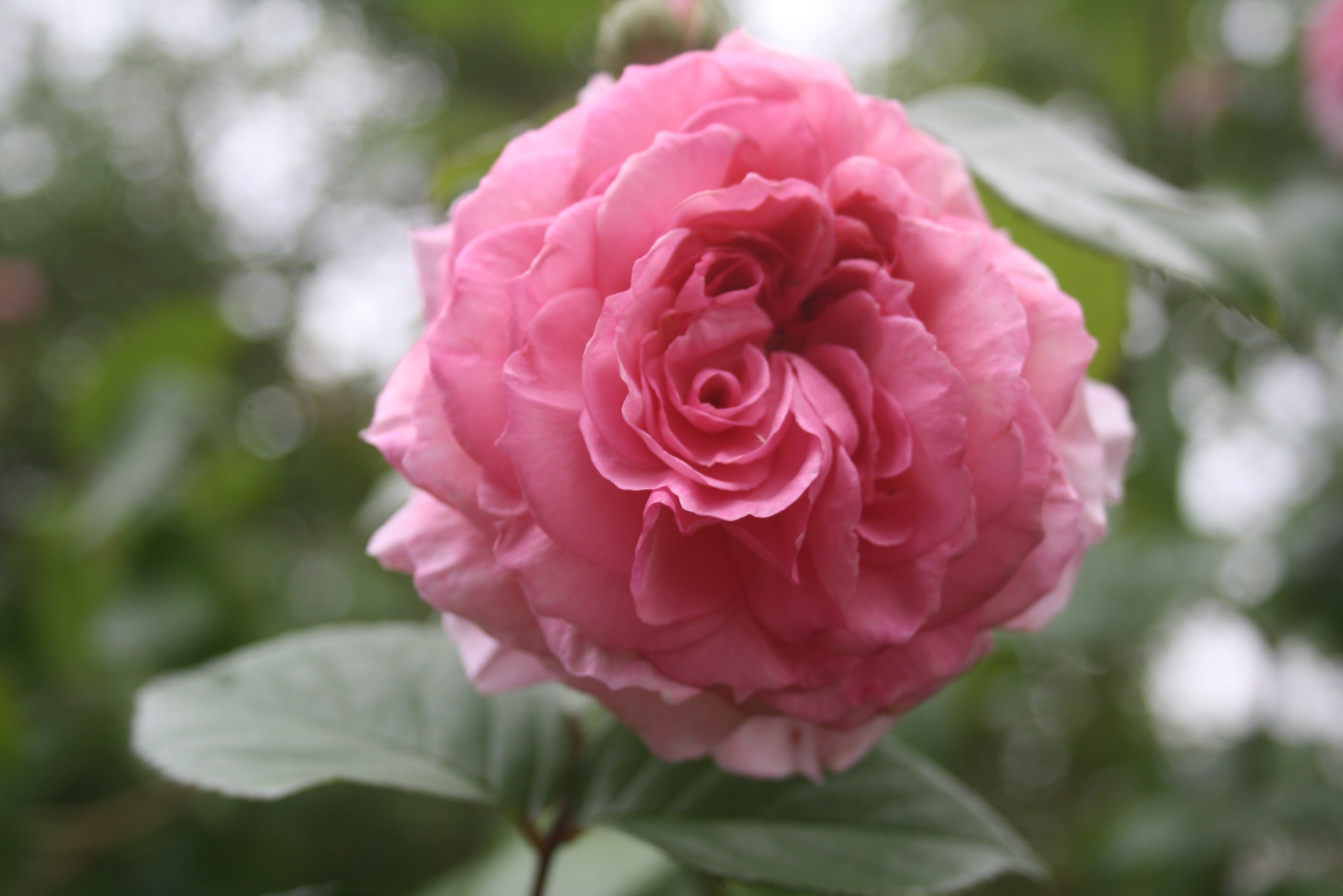 Rose Pink Spring free image download